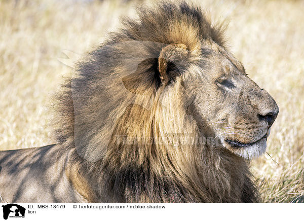 Lwe / lion / MBS-18479