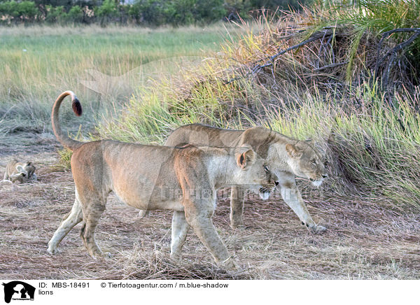 Lwen / lions / MBS-18491