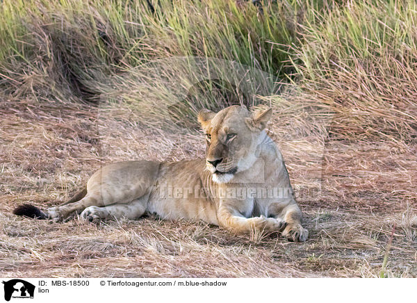 Lwe / lion / MBS-18500