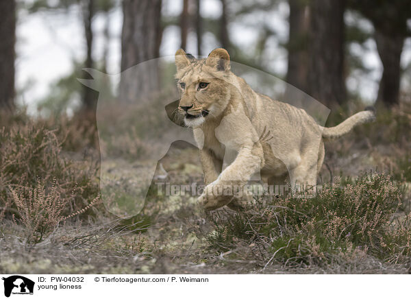 junge Lwin / young lioness / PW-04032