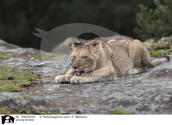 junge Lwin / young lioness / PW-04034
