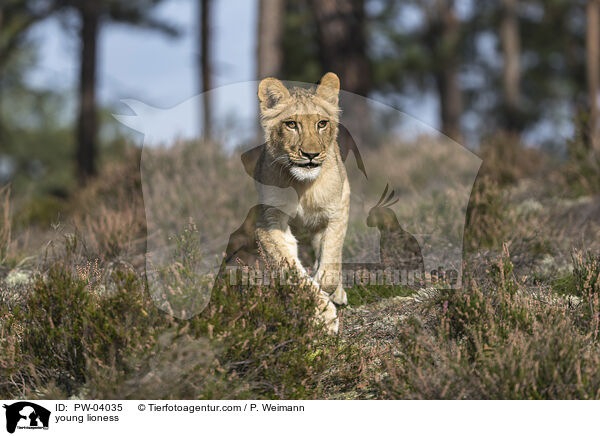 junge Lwin / young lioness / PW-04035