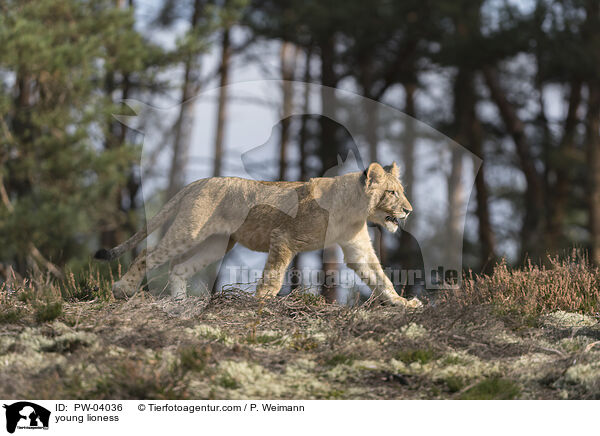 junge Lwin / young lioness / PW-04036