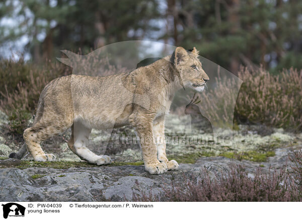 junge Lwin / young lioness / PW-04039