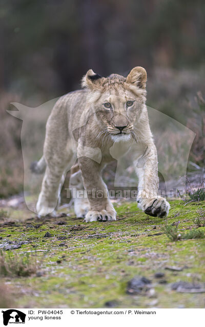 junge Lwin / young lioness / PW-04045