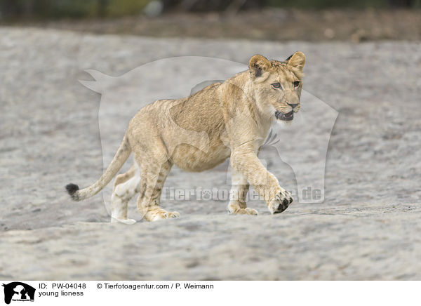 junge Lwin / young lioness / PW-04048
