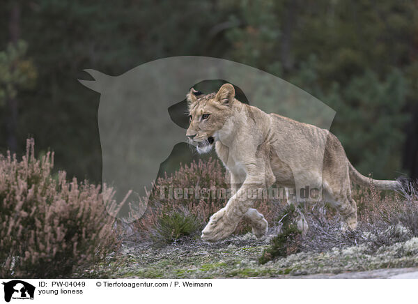 junge Lwin / young lioness / PW-04049