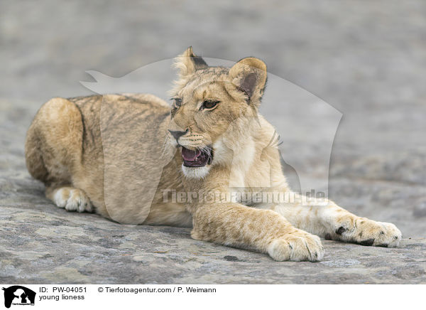 junge Lwin / young lioness / PW-04051