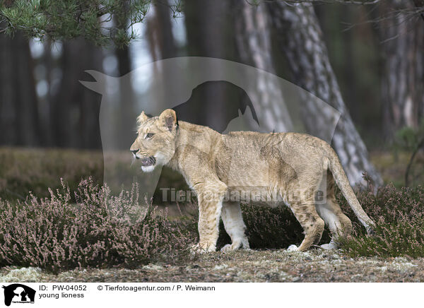 junge Lwin / young lioness / PW-04052