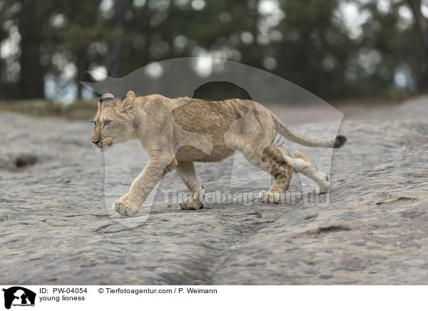 junge Lwin / young lioness / PW-04054