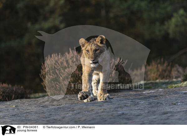 junge Lwin / young lioness / PW-04061