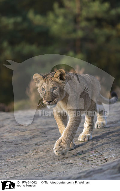 junge Lwin / young lioness / PW-04062