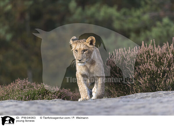 junge Lwin / young lioness / PW-04063
