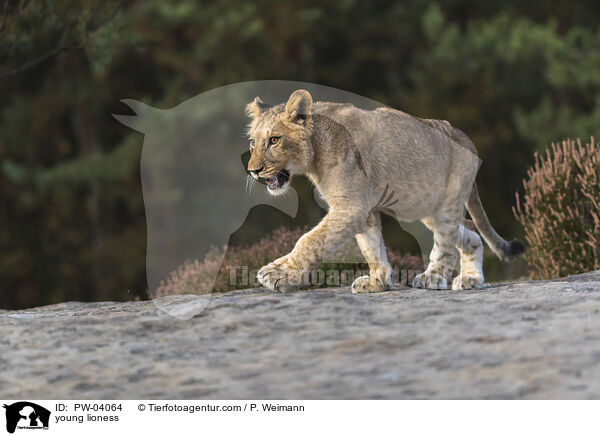 junge Lwin / young lioness / PW-04064