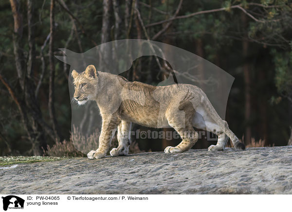 junge Lwin / young lioness / PW-04065