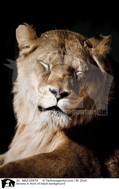 Lwin vor schwarzem Hintergrund / lioness in front of black background / MAZ-05879