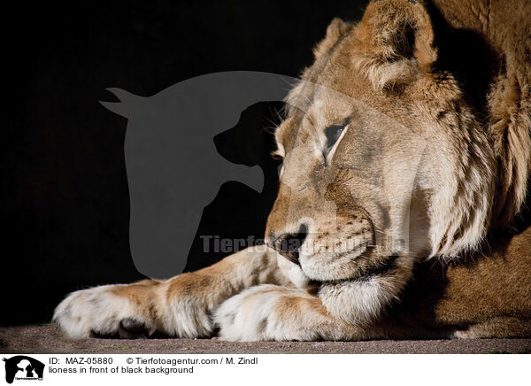 Lwin vor schwarzem Hintergrund / lioness in front of black background / MAZ-05880
