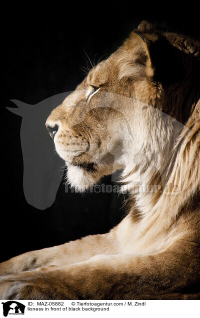 Lwin vor schwarzem Hintergrund / lioness in front of black background / MAZ-05882