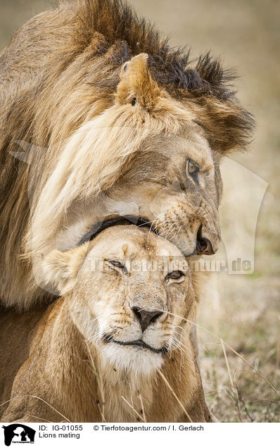 Lwen bei der Paarung / Lions mating / IG-01055