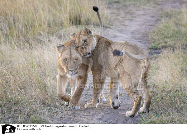 Lwin mit Jungtier / Lioness with cub / IG-01150