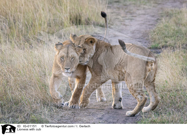 Lwin mit Jungtier / Lioness with cub / IG-01151