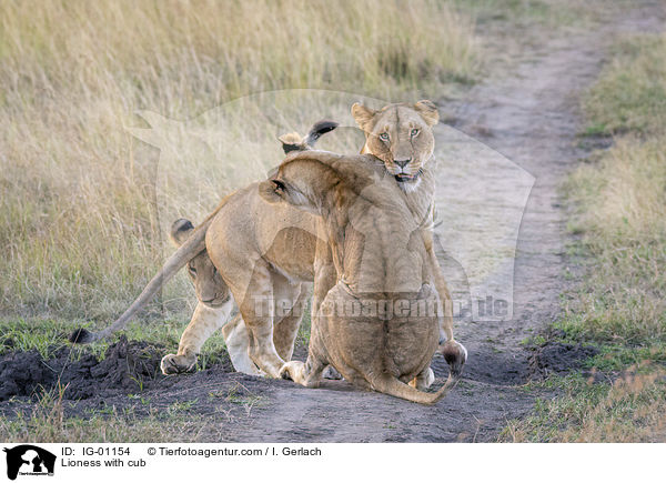 Lwin mit Jungtier / Lioness with cub / IG-01154