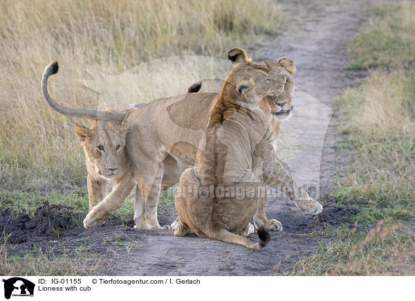 Lwin mit Jungtier / Lioness with cub / IG-01155