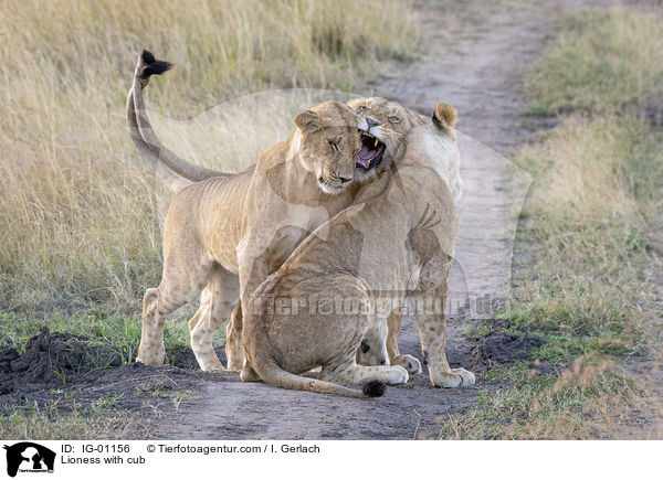 Lwin mit Jungtier / Lioness with cub / IG-01156