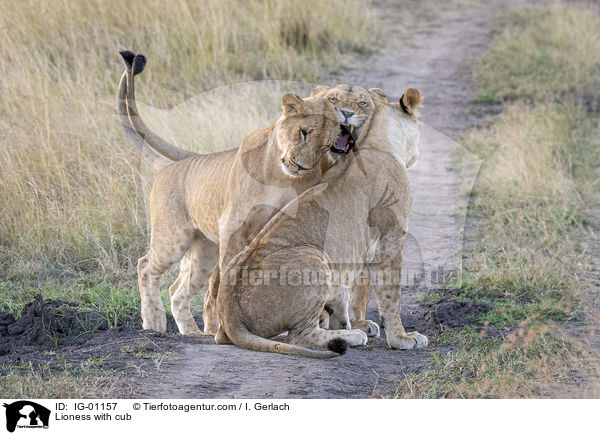 Lwin mit Jungtier / Lioness with cub / IG-01157