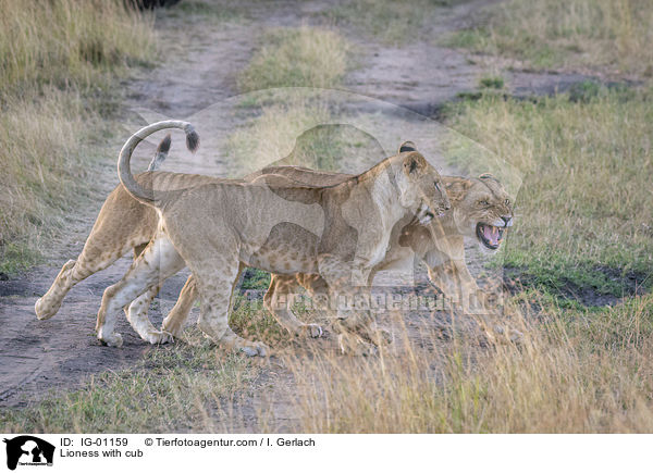 Lwin mit Jungtier / Lioness with cub / IG-01159