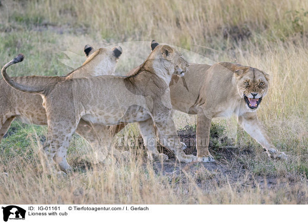 Lwin mit Jungtier / Lioness with cub / IG-01161