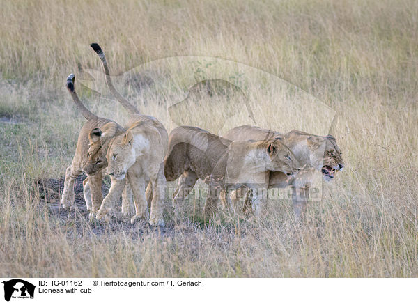 Lwin mit Jungtier / Lioness with cub / IG-01162