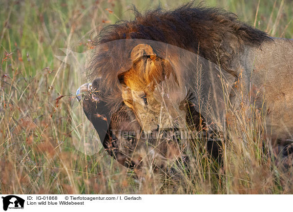 Lwe jagd Streifengnu / Lion wild blue Wildebeest / IG-01868