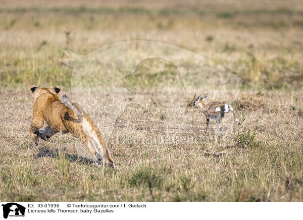 Lwin ttet Thomson-Gazellen Baby / Lioness kills Thomson baby Gazelles / IG-01936