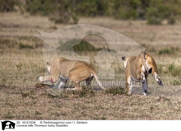 Lwin ttet Thomson-Gazellen Baby / Lioness kills Thomson baby Gazelles / IG-01938