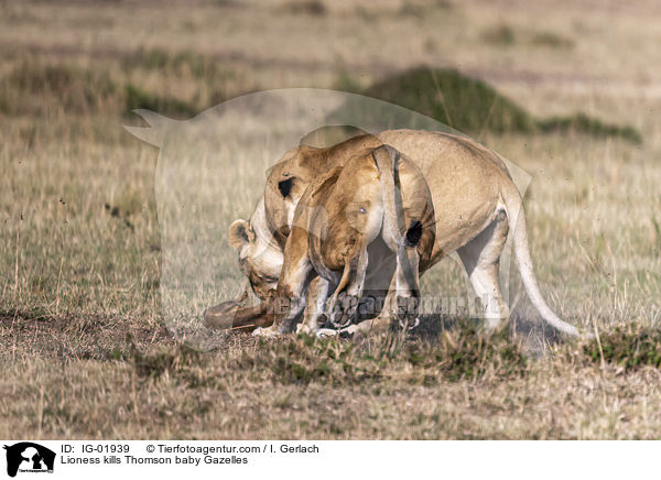 Lioness kills Thomson baby Gazelles / IG-01939