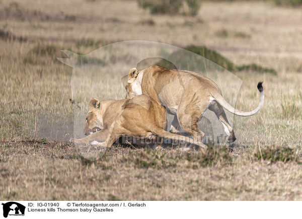 Lioness kills Thomson baby Gazelles / IG-01940