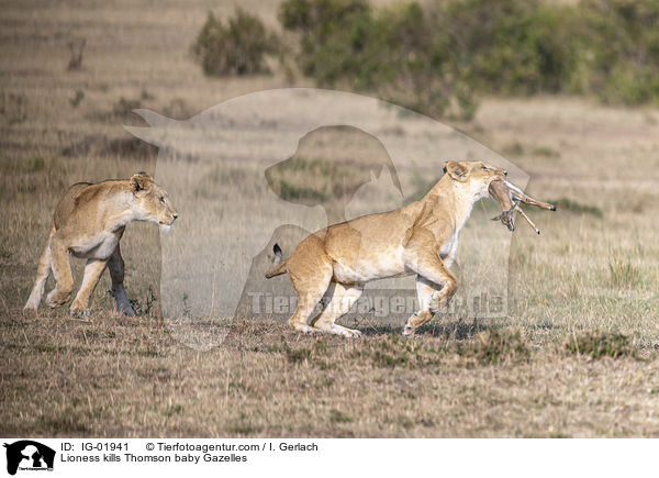 Lwin ttet Thomson-Gazellen Baby / Lioness kills Thomson baby Gazelles / IG-01941