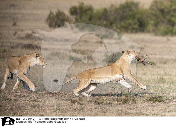 Lioness kills Thomson baby Gazelles / IG-01942