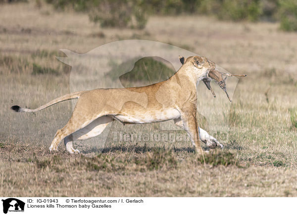Lwin ttet Thomson-Gazellen Baby / Lioness kills Thomson baby Gazelles / IG-01943