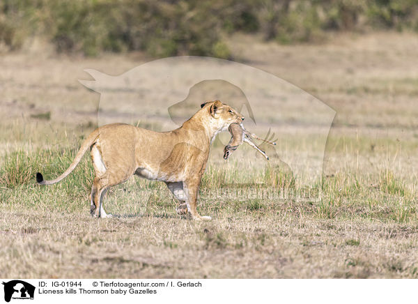 Lioness kills Thomson baby Gazelles / IG-01944