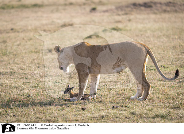 Lioness kills Thomson baby Gazelles / IG-01945