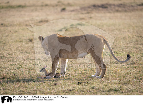 Lioness kills Thomson baby Gazelles / IG-01946