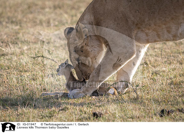 Lwin ttet Thomson-Gazellen Baby / Lioness kills Thomson baby Gazelles / IG-01947