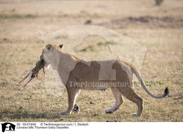 Lwin ttet Thomson-Gazellen Baby / Lioness kills Thomson baby Gazelles / IG-01949