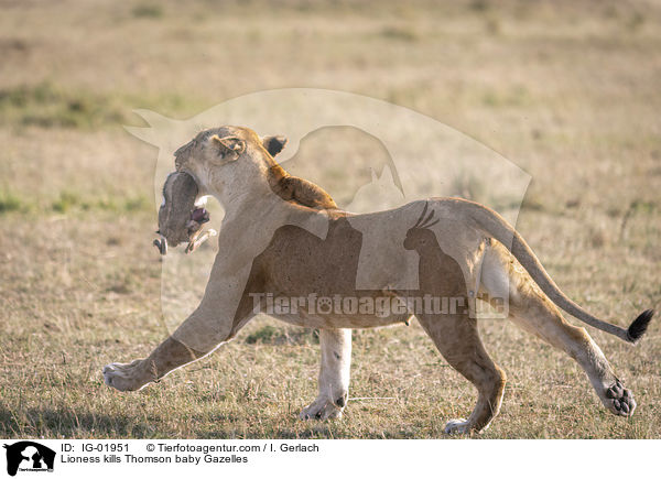 Lioness kills Thomson baby Gazelles / IG-01951