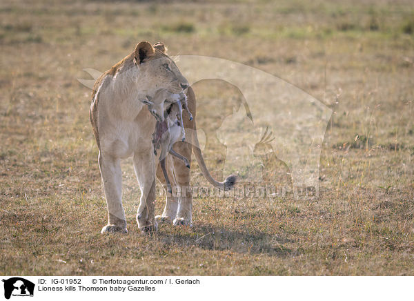 Lioness kills Thomson baby Gazelles / IG-01952