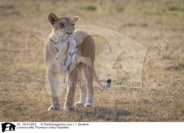 Lwin ttet Thomson-Gazellen Baby / Lioness kills Thomson baby Gazelles / IG-01953