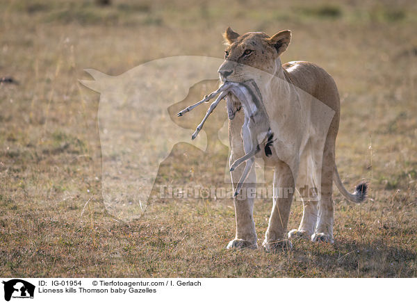 Lwin ttet Thomson-Gazellen Baby / Lioness kills Thomson baby Gazelles / IG-01954
