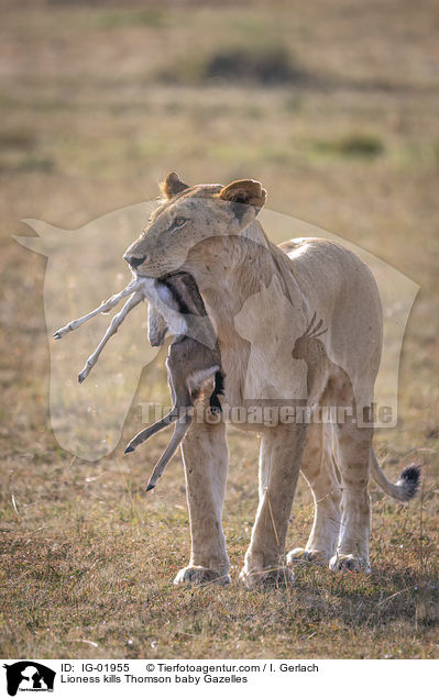 Lioness kills Thomson baby Gazelles / IG-01955